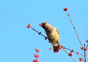 【暖冬】 元月避暑山庄的太平鸟