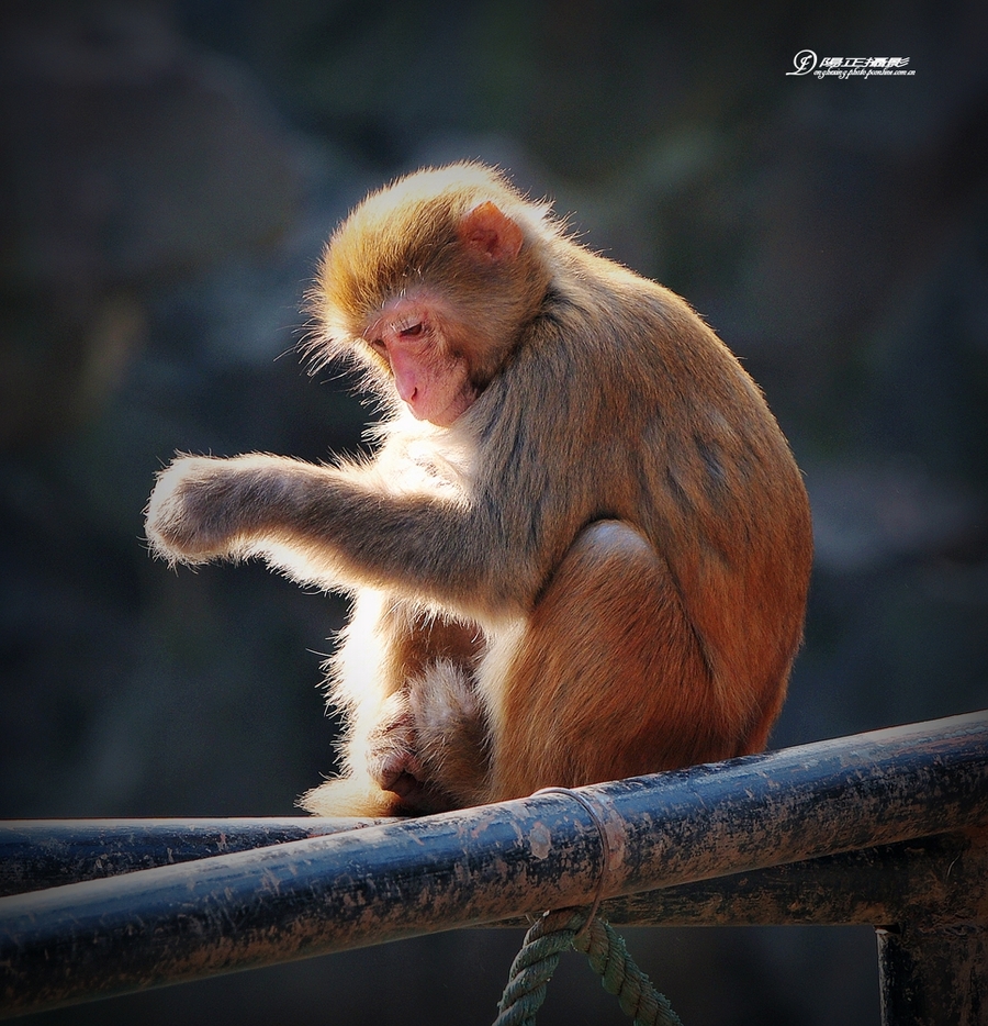 【猴年猴趣猴赛雷】 第 8 幅查看大图曝光:auto exposure光圈:f6