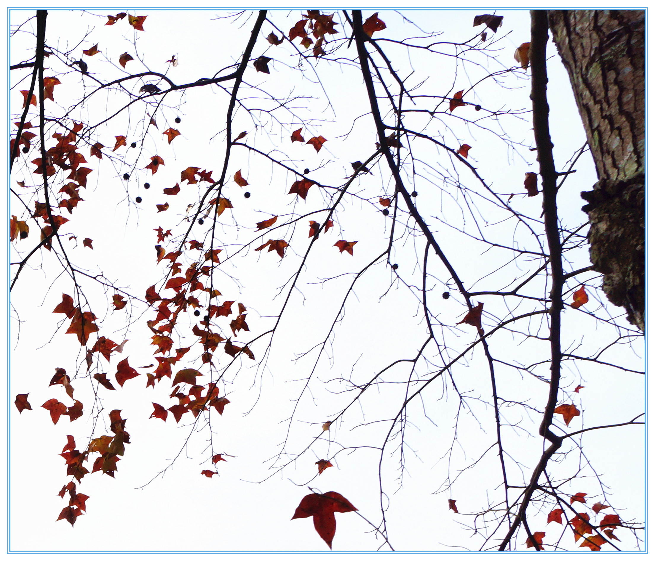 枫树冬天的样子图片