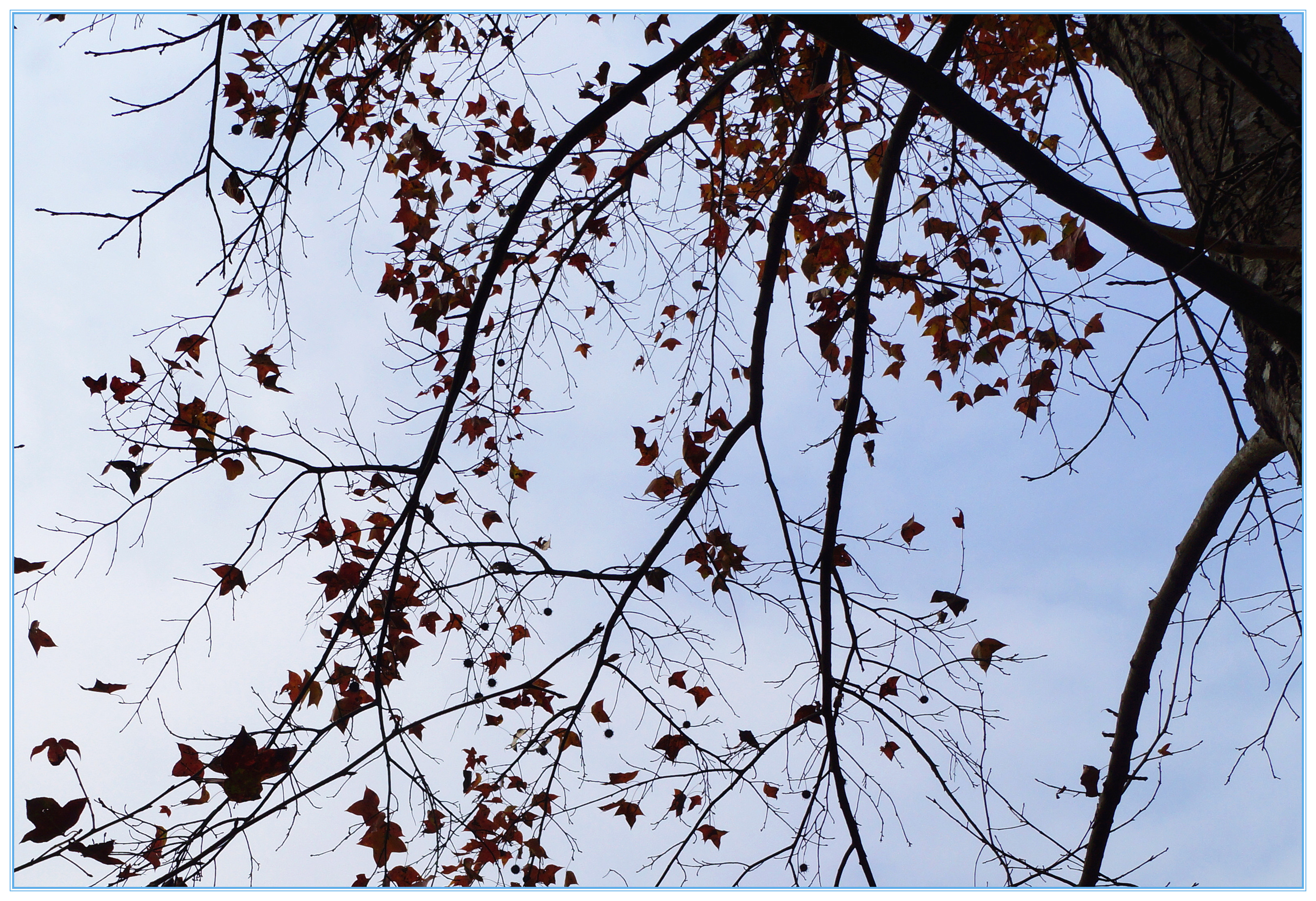 枫树冬天的样子图片