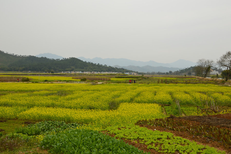 韶关翁源油菜花(共 9 p)