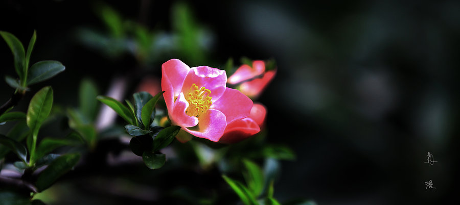 夜深花语(夜深花睡的含义)