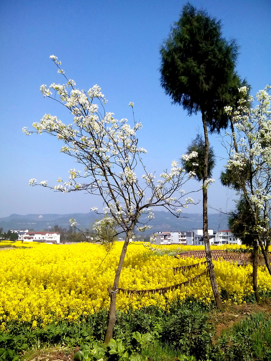 春天,在鄉村