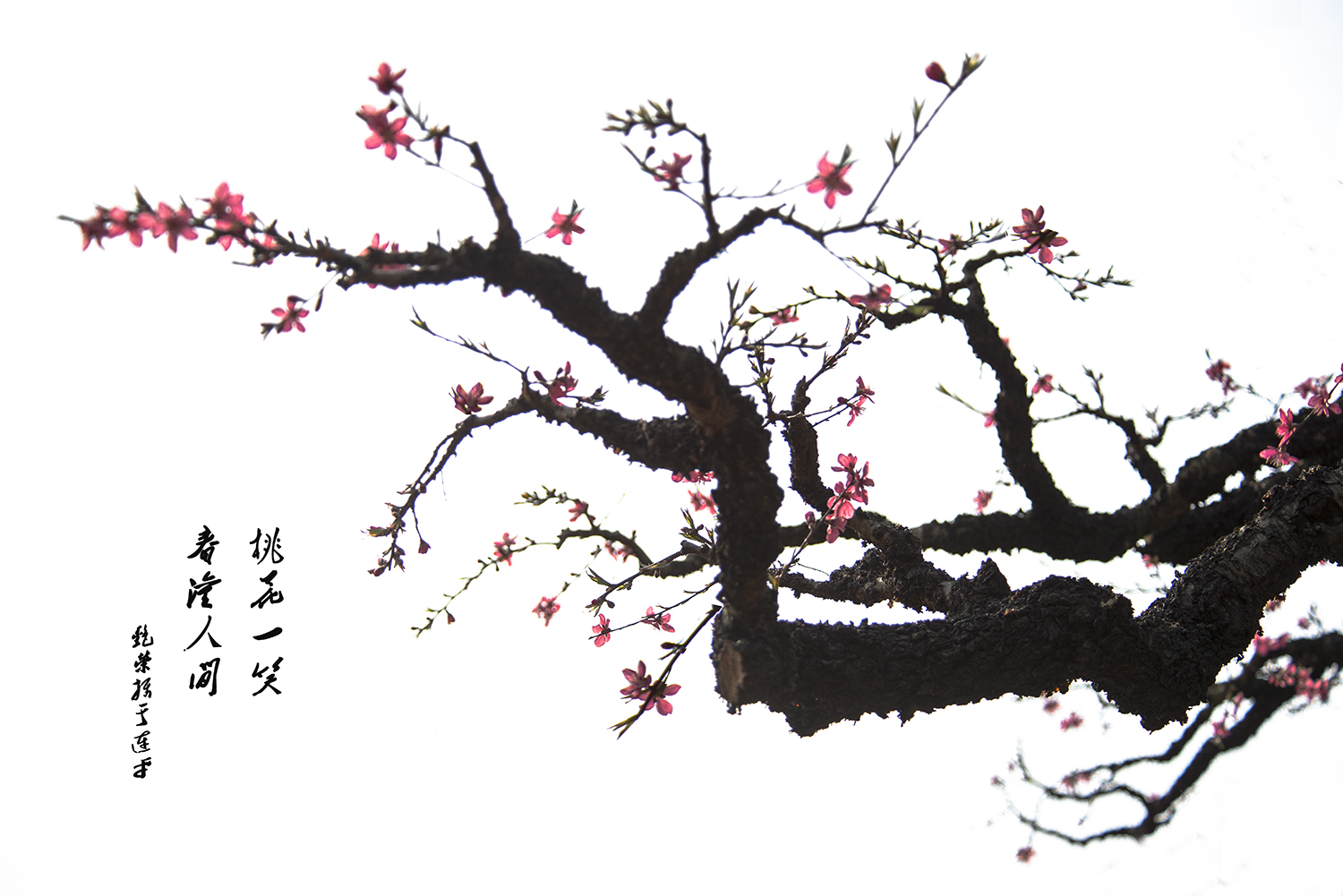 《醉春》