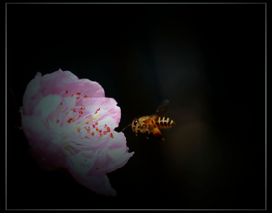 蜂之咏叹（1）