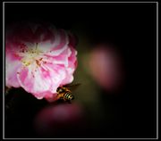 蜂之咏叹（2）