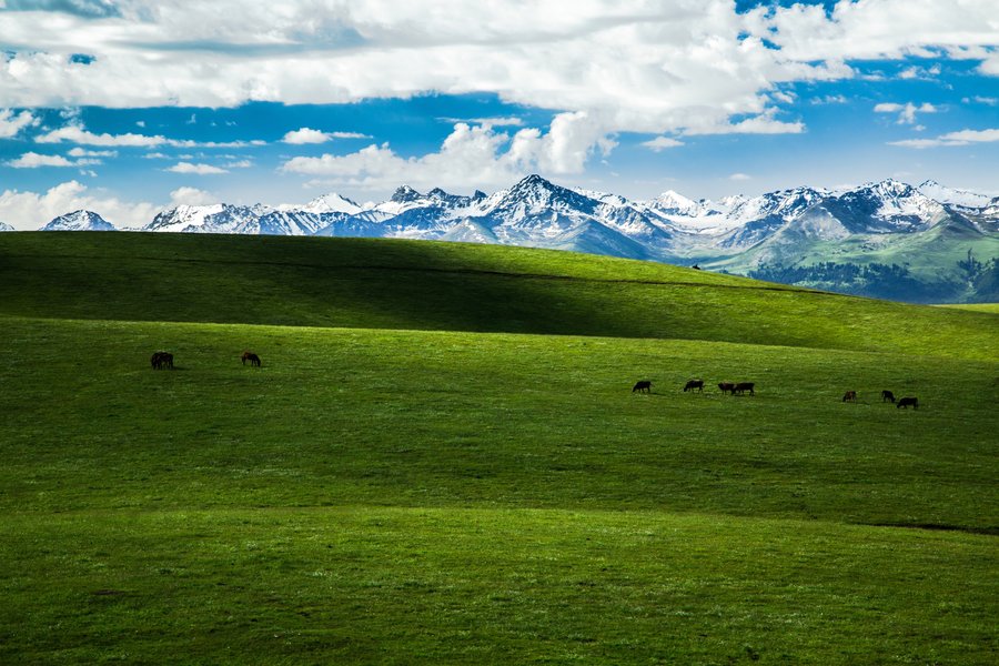 《大美新疆》—尽览美丽的立体草原，倾听天山花开的声音。