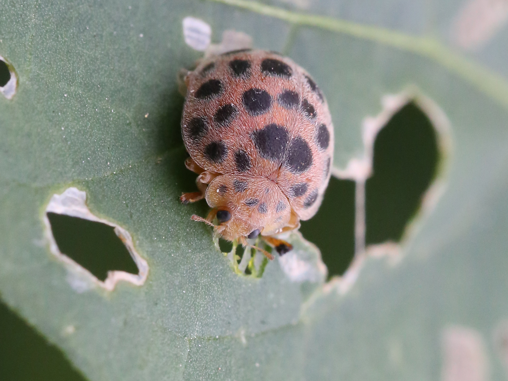原图欣赏-太平洋摄影部落