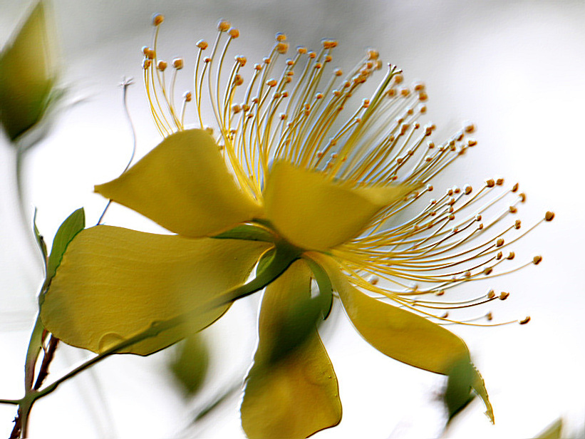 金絲桃花