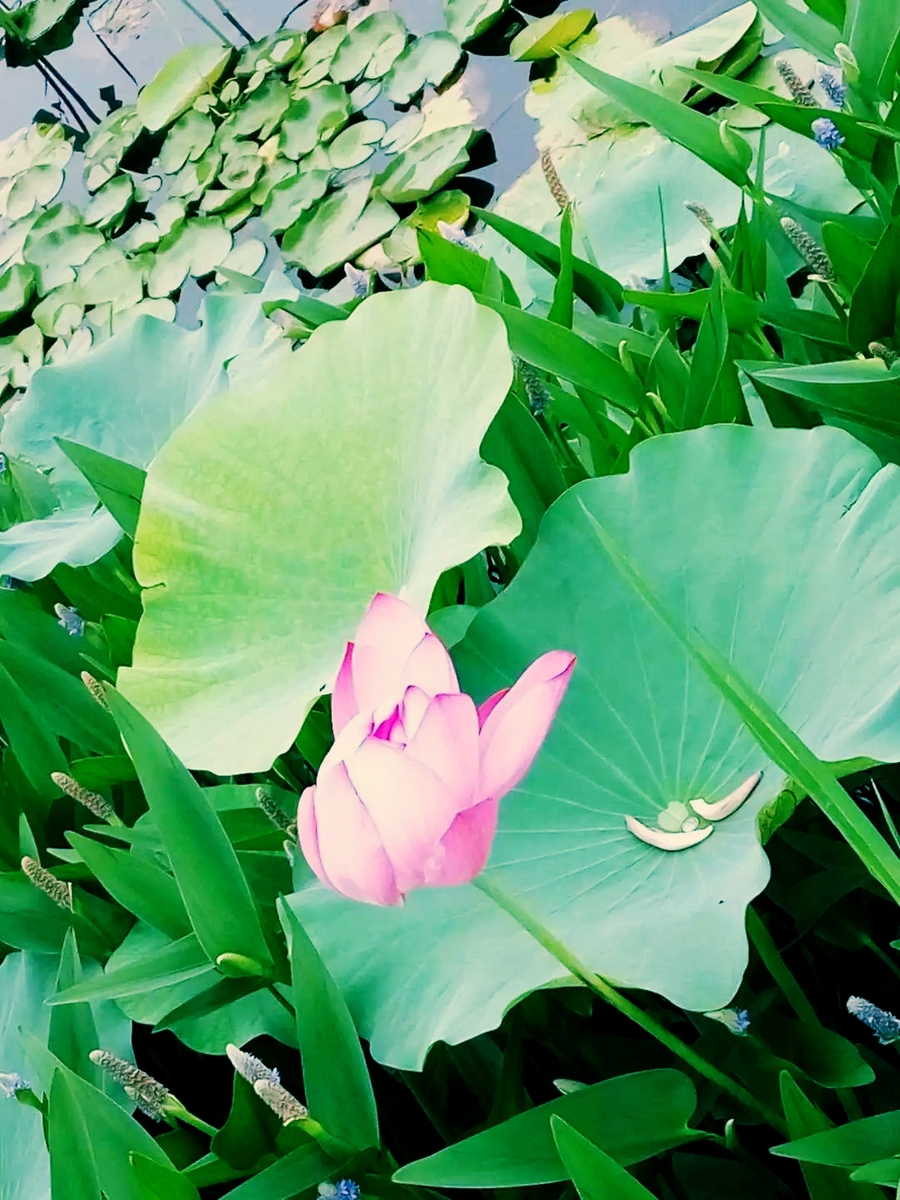 青荷