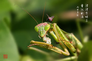 虫趣-螳螂