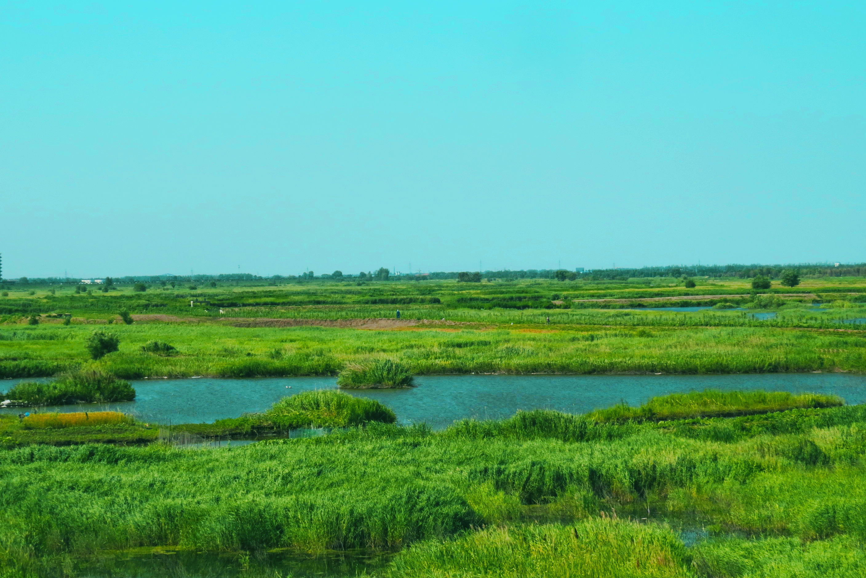 野草河湿地风景区图片