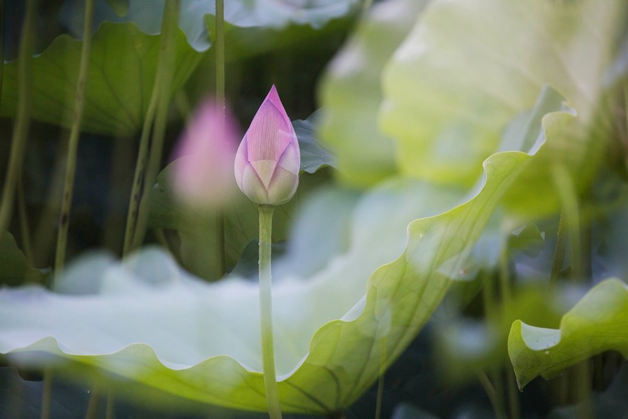 出水芙蓉