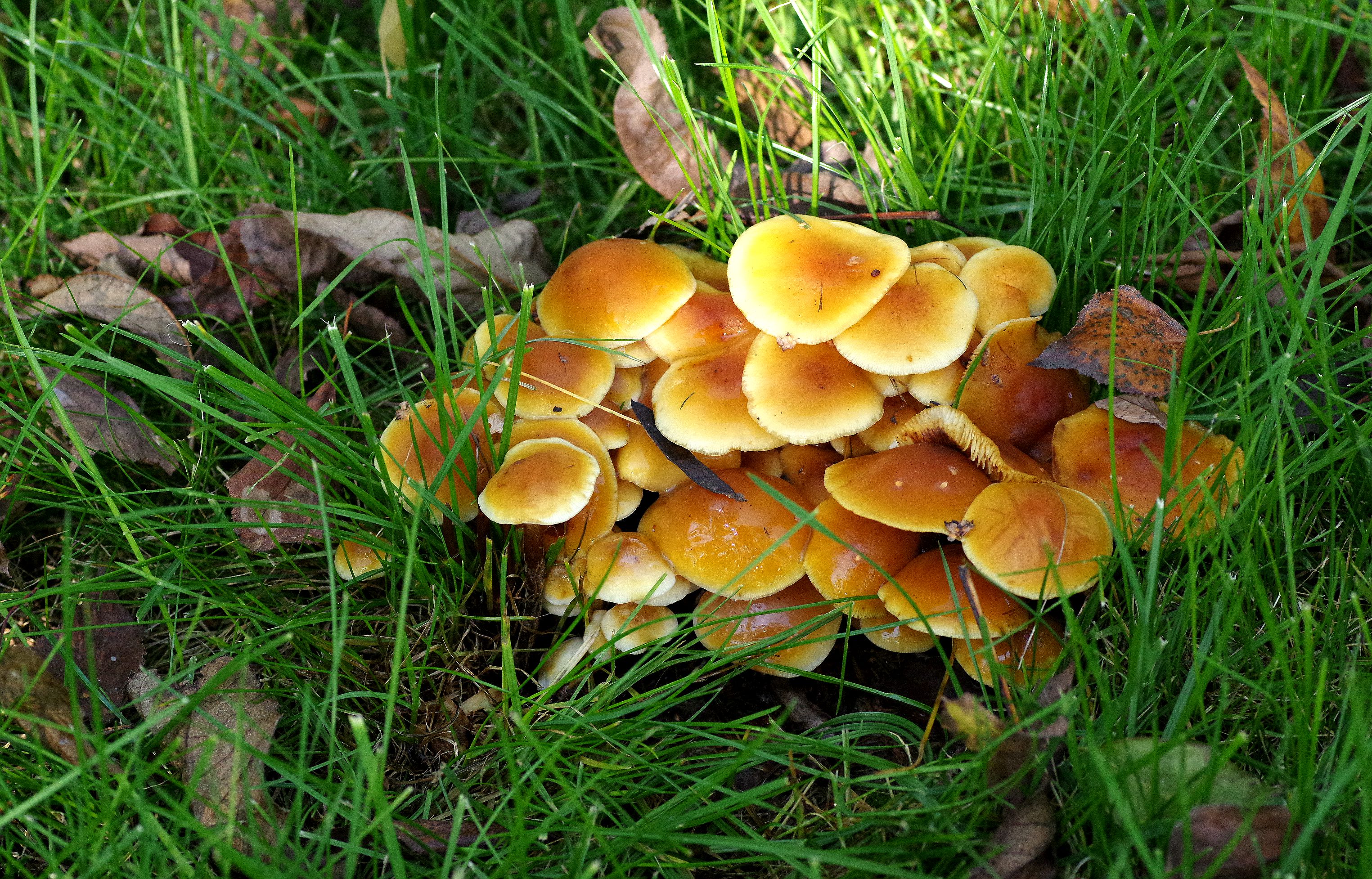 东北野生蘑菇种类大全图片