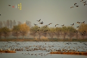 府河湿地-观鸟