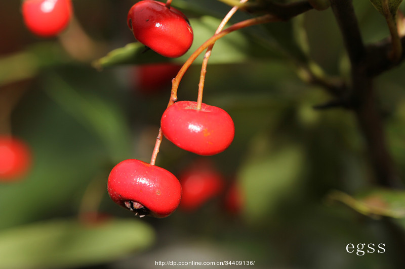 紅刺莽