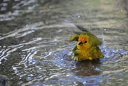 南美金丝雀-戏水清泉