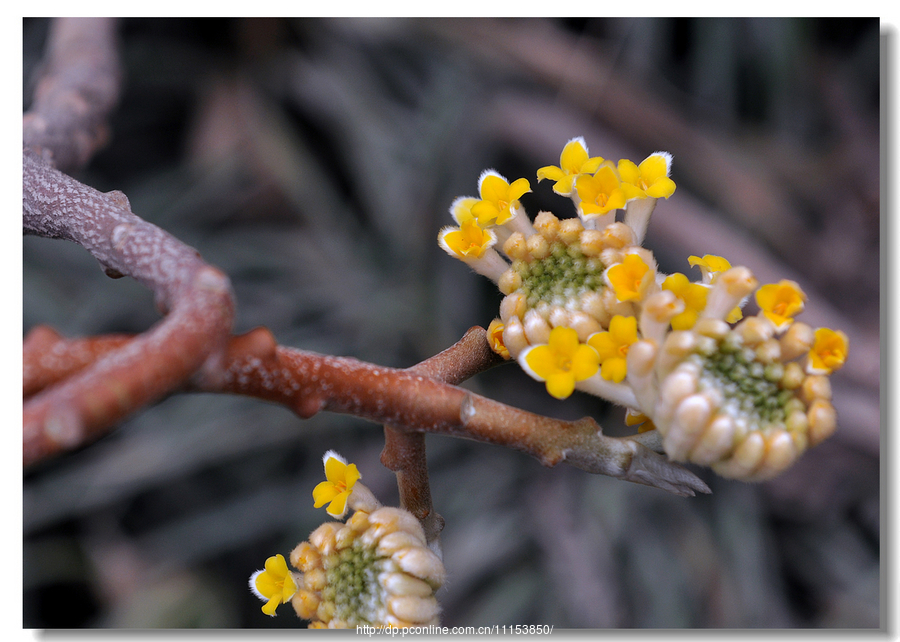 结香花