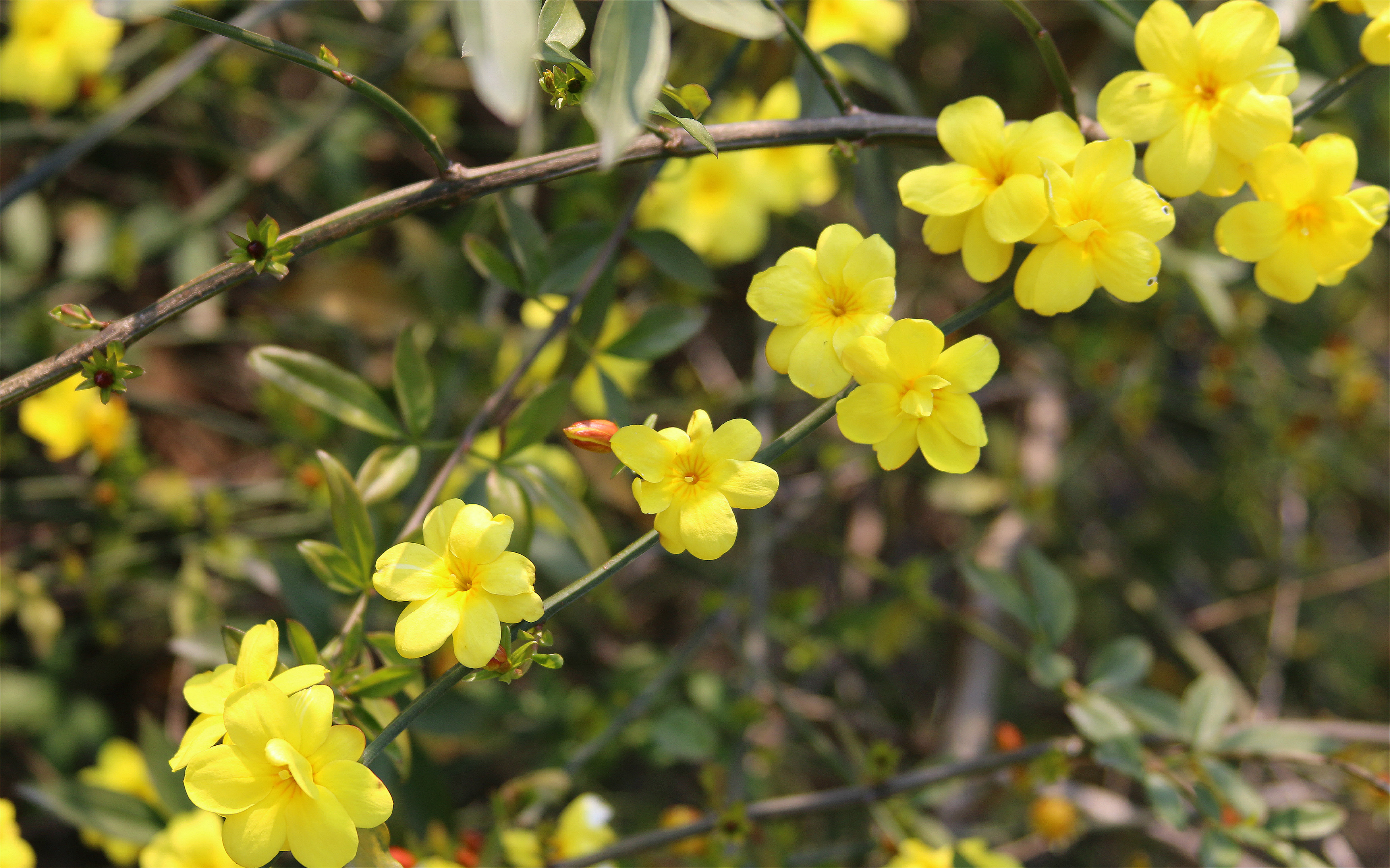 春天迎春花真实图片