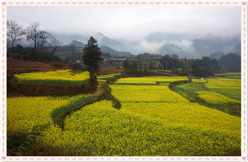 【瓦屋油菜花摄影图片】铜仁市碧江区瓦屋乡风光旅游摄影_太平洋电脑