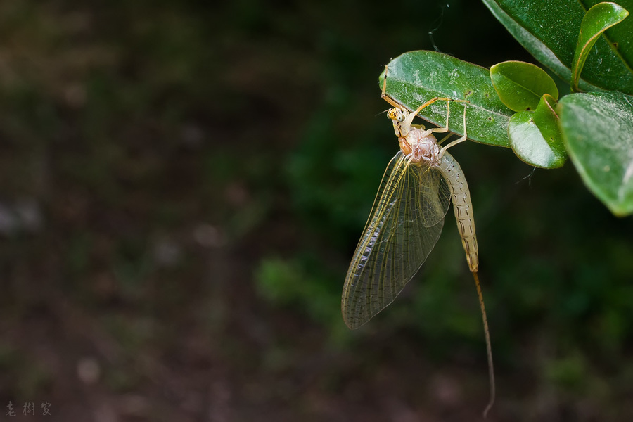 蜉蝣亚成虫