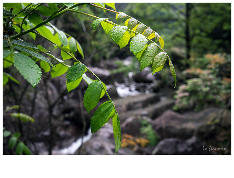 雨山草木盛