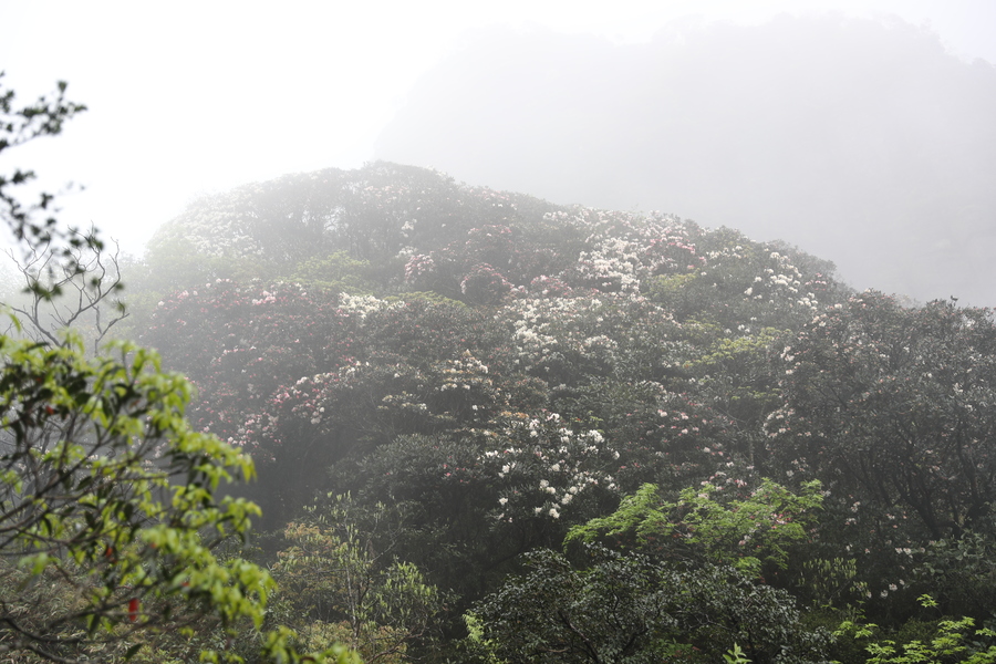 金秀聖堂山和變色杜鵑花