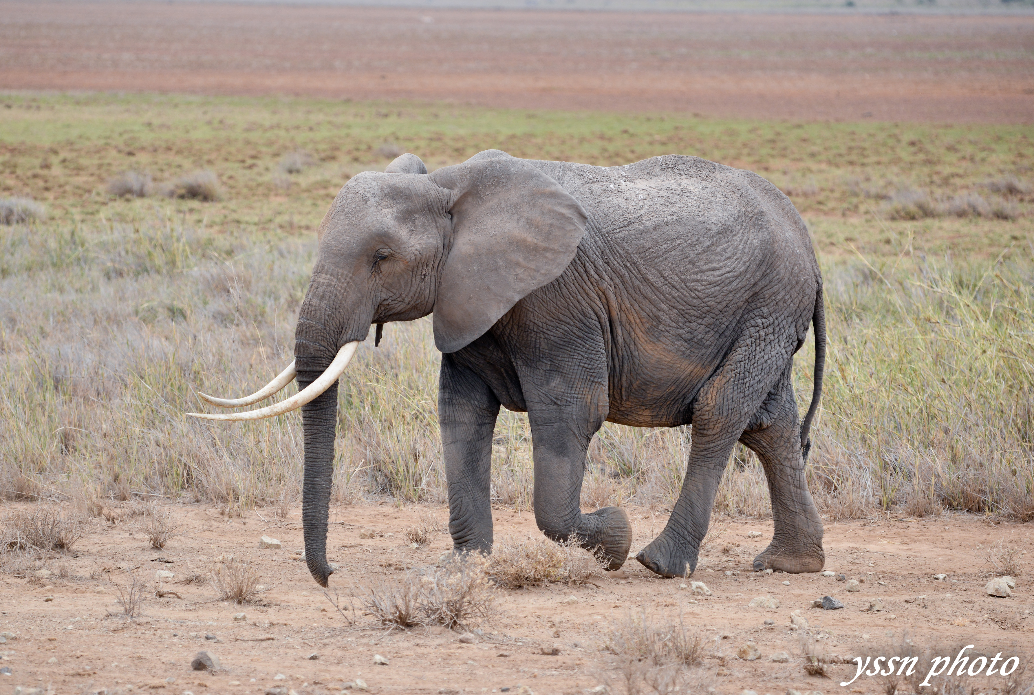 人在非洲——可以再萌点吗？小象|摄影|宠物摄影|黑摄会_人在非洲 - 原创作品 - 站酷 (ZCOOL)