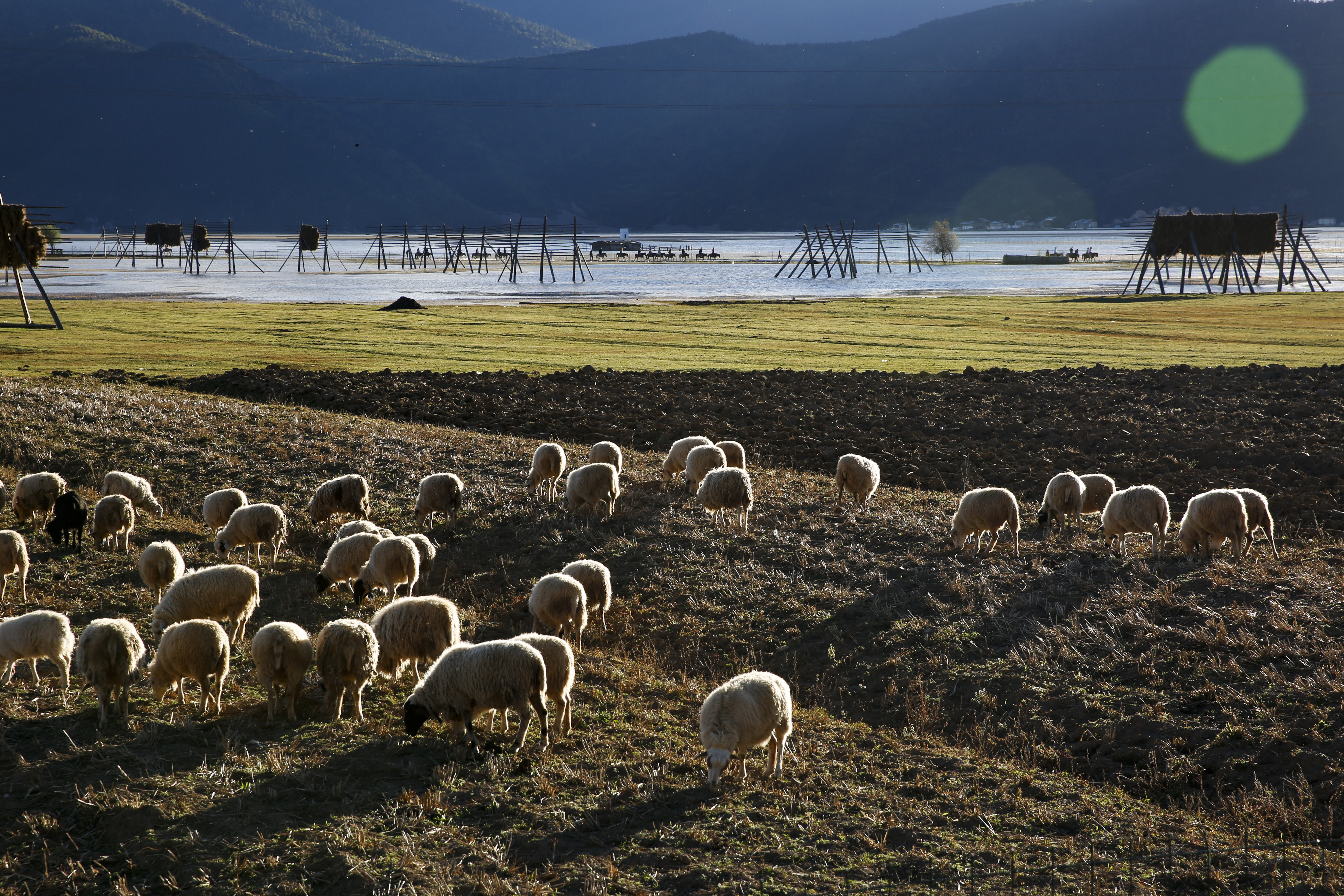 纳帕海草原，羊群