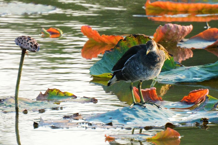 紅冠水雞