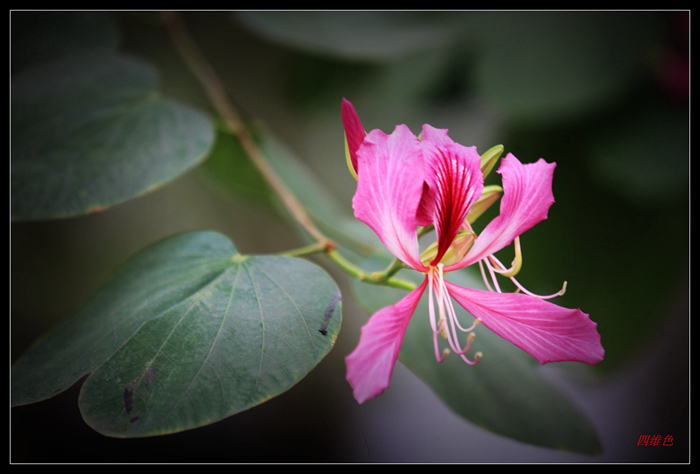 紫荊花開