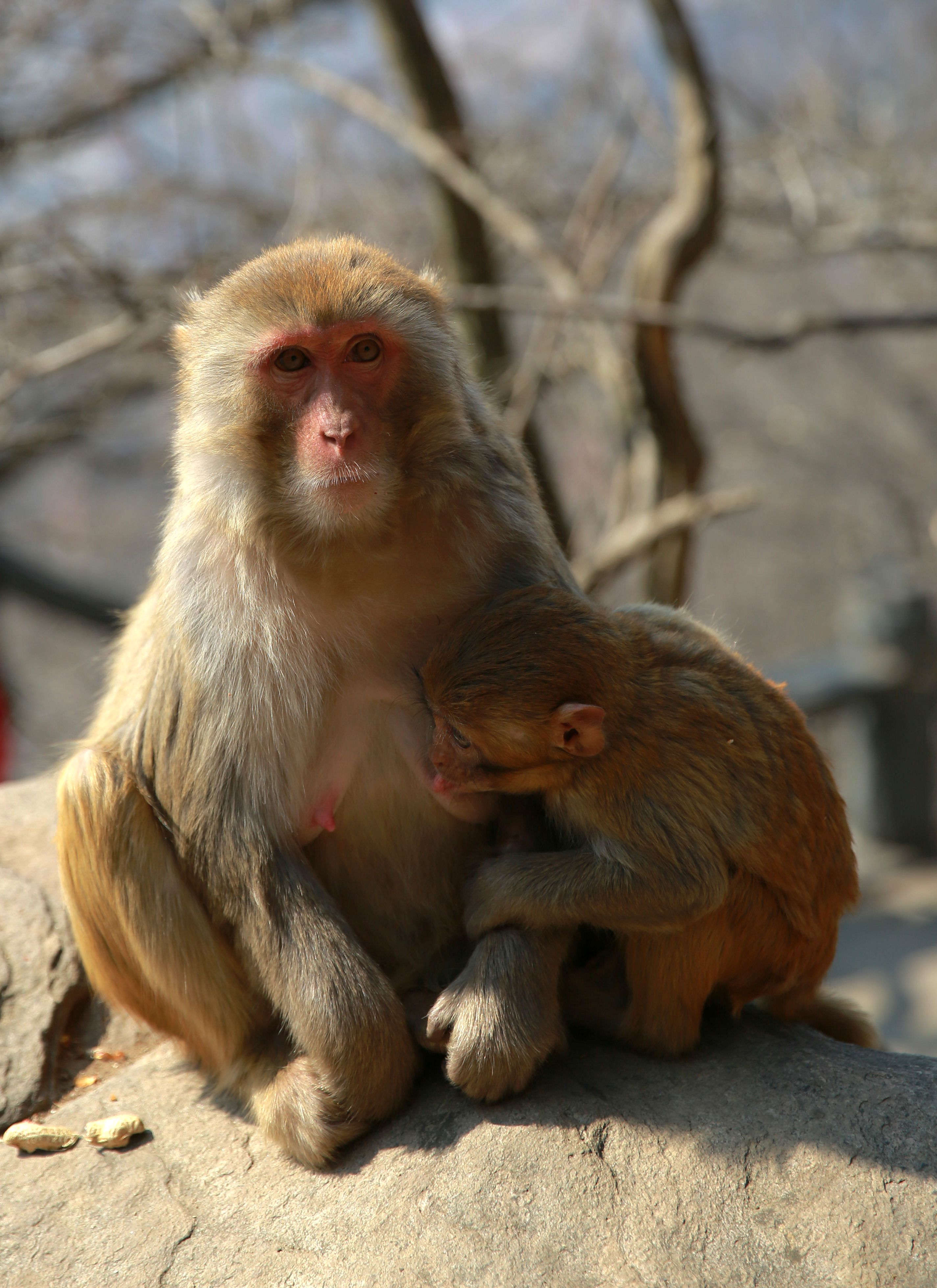 动物~猴子|摄影|动物|铭籽 - 原创作品 - 站酷 (ZCOOL)