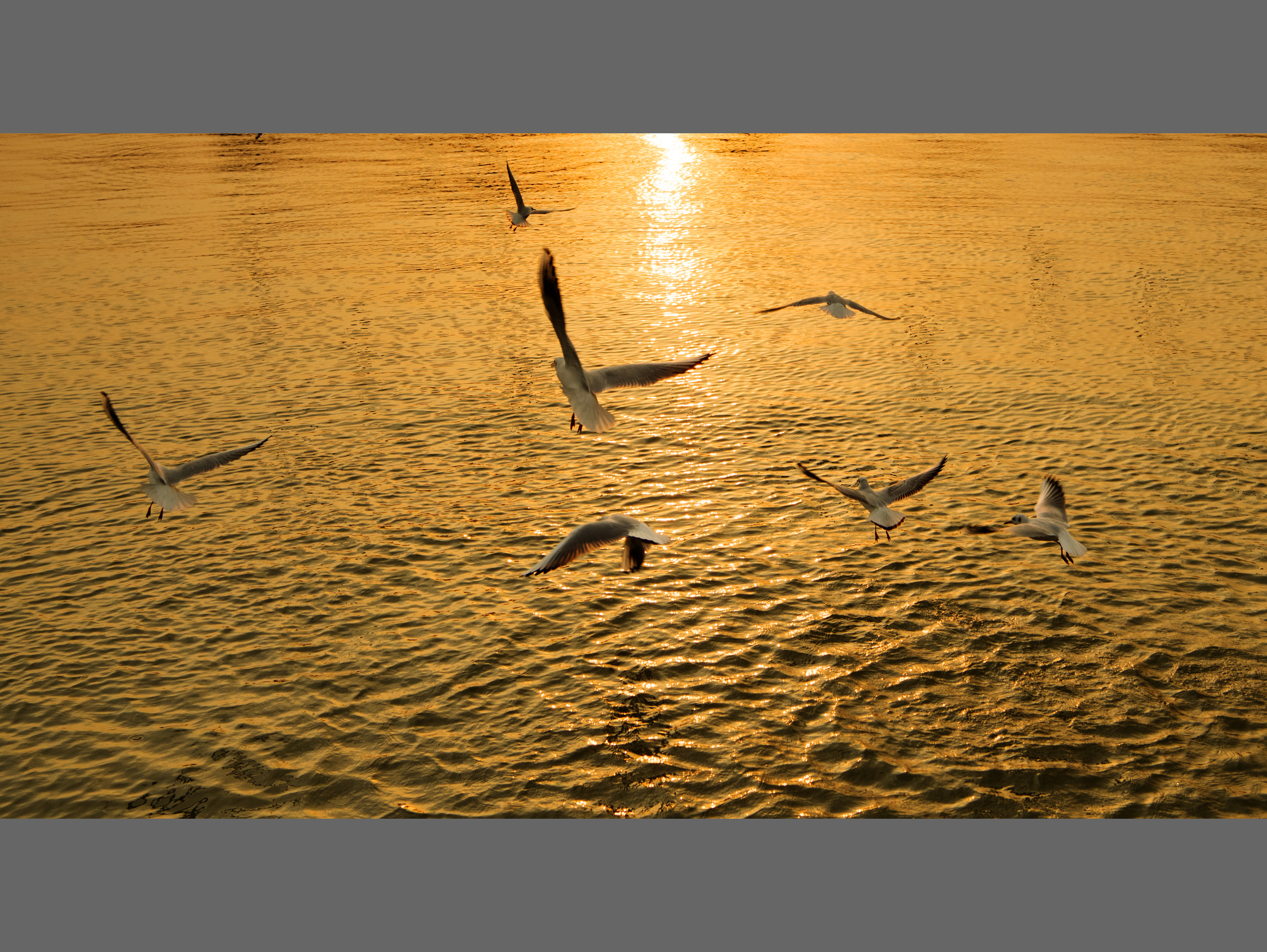 冬季来太湖的客——红嘴鸥