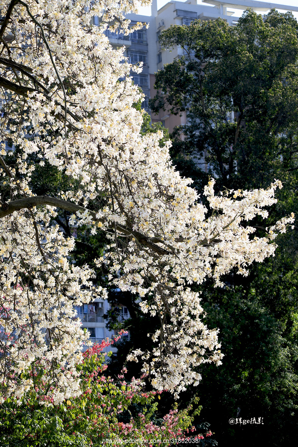 白花木棉树图片