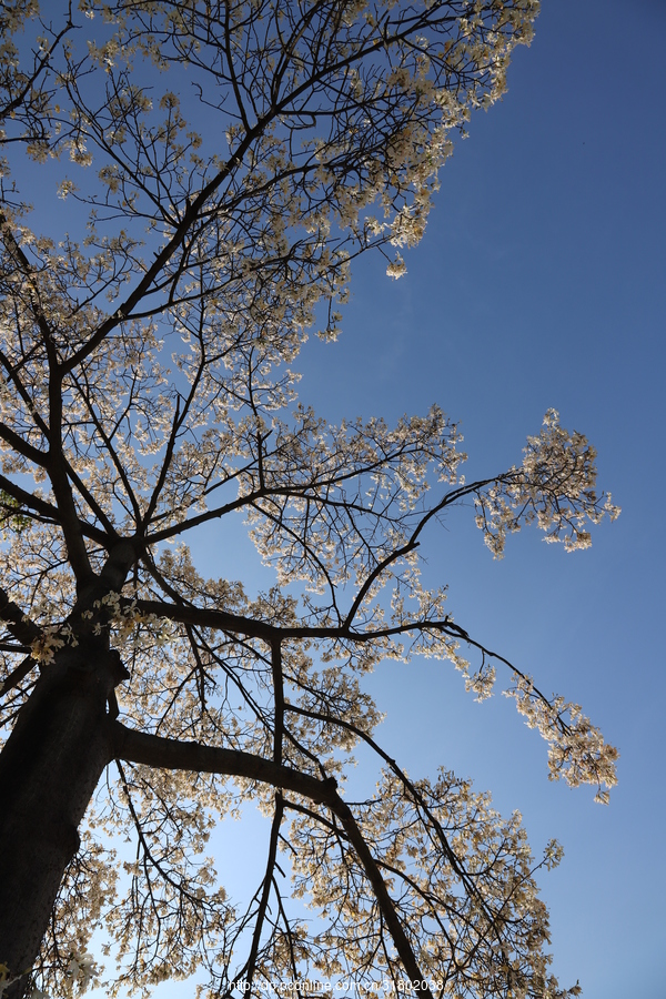 白花木棉树图片