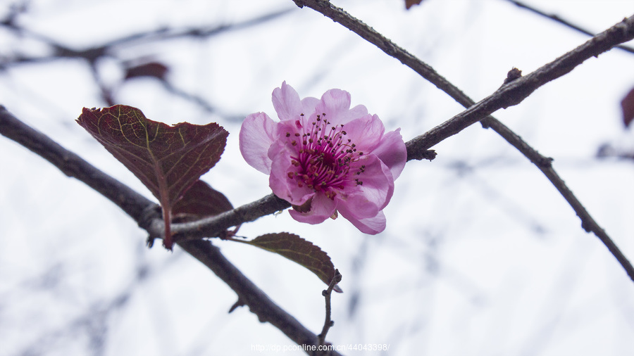 P912017ѩһ