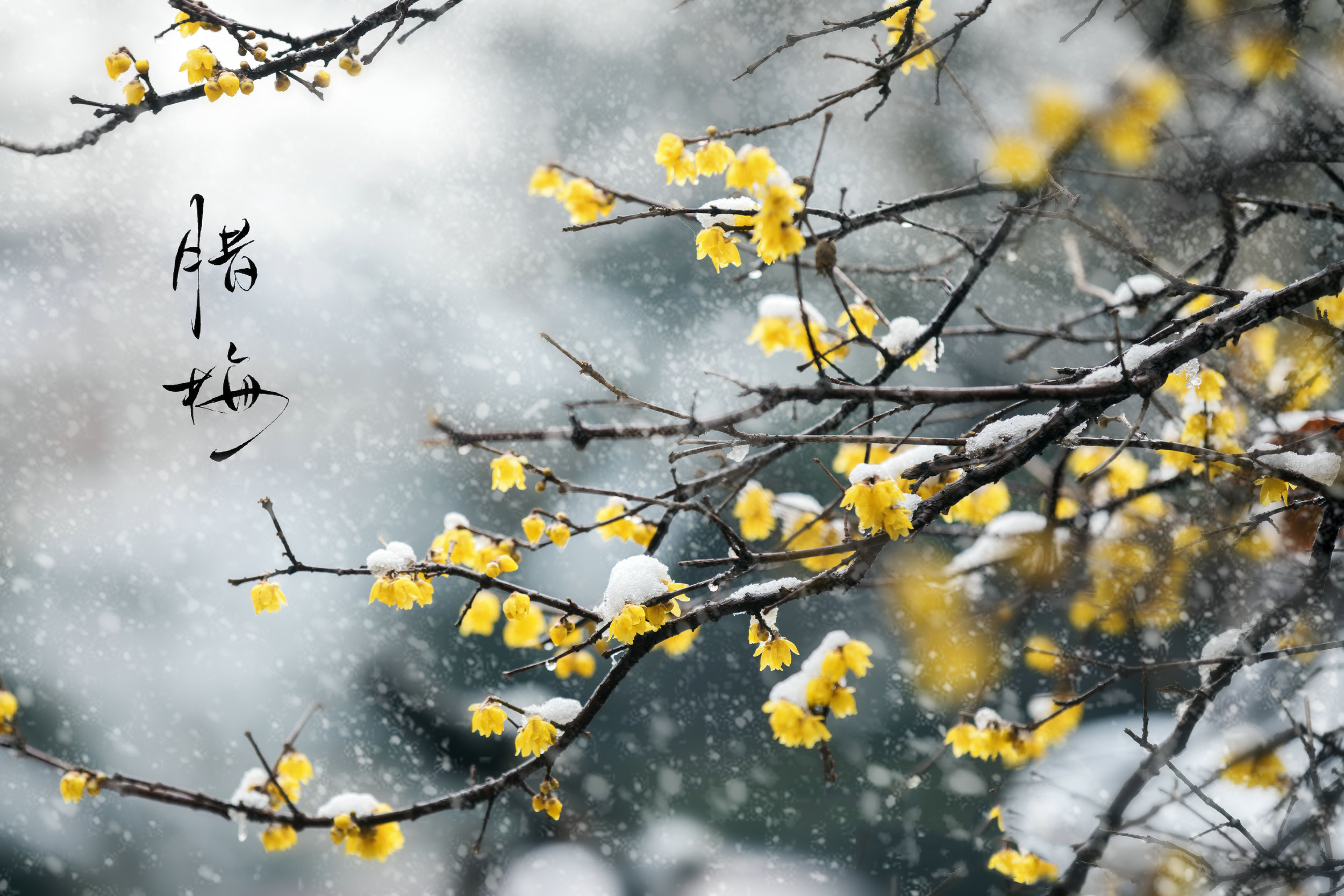 梅花与雪的图片欣赏图片