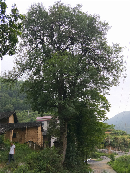 黄牙树图片100年图片