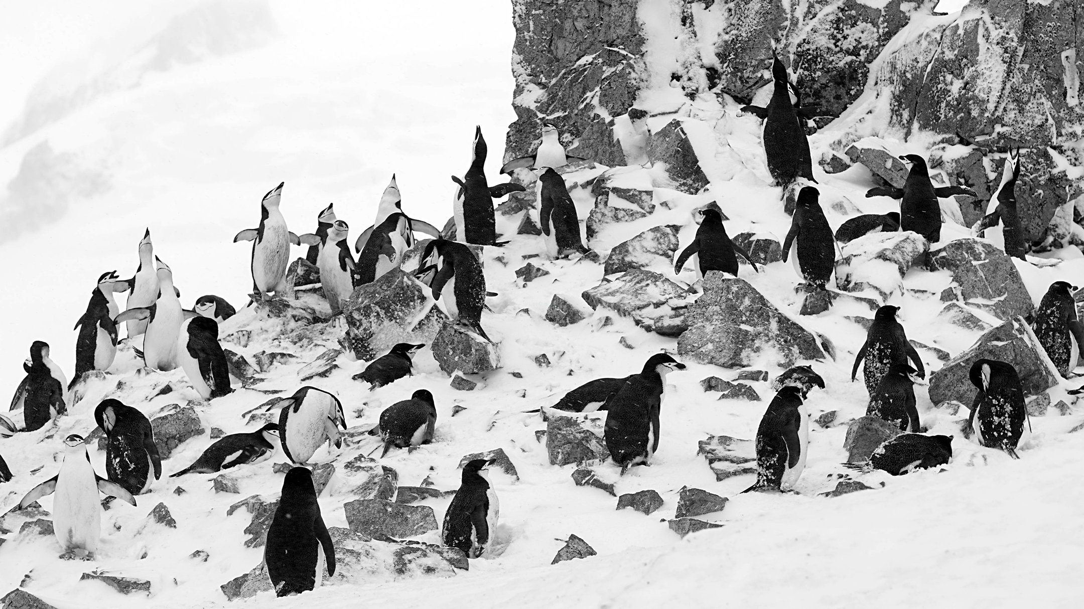 【無料ダウンロード】 南極 壁紙 - 最高の選択されたHD壁紙画像