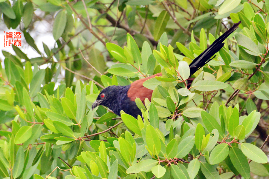 广州的保护动物——褐翅鸦鹃