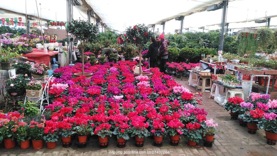 逛逛赤峰天虹花卉市場