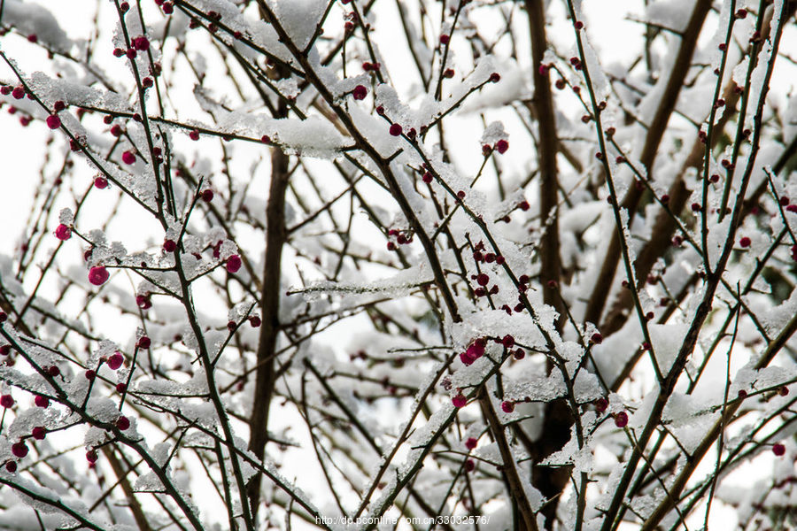 雪中梅花