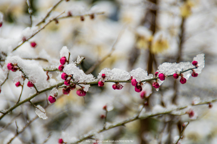 雪中梅花