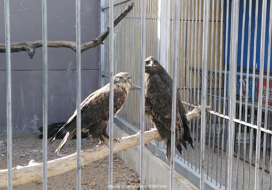 逛逛赤峰動物園