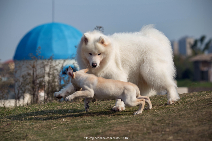 爱犬