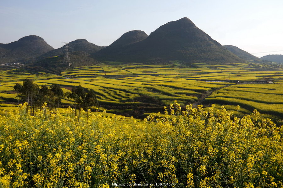 飞来峡油菜花图片