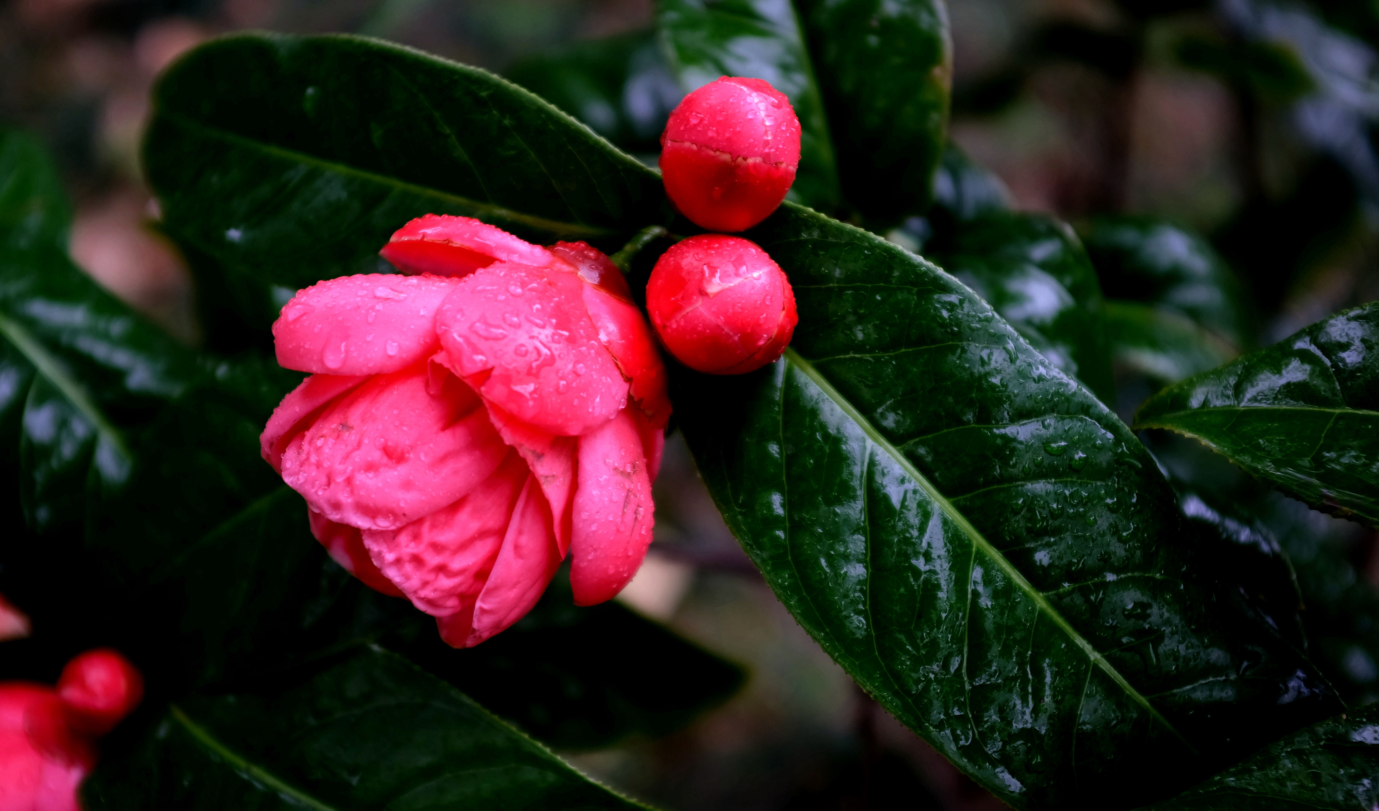 小茶花依然绽放图片