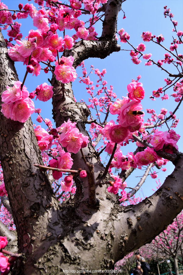 梅花树的样子图片
