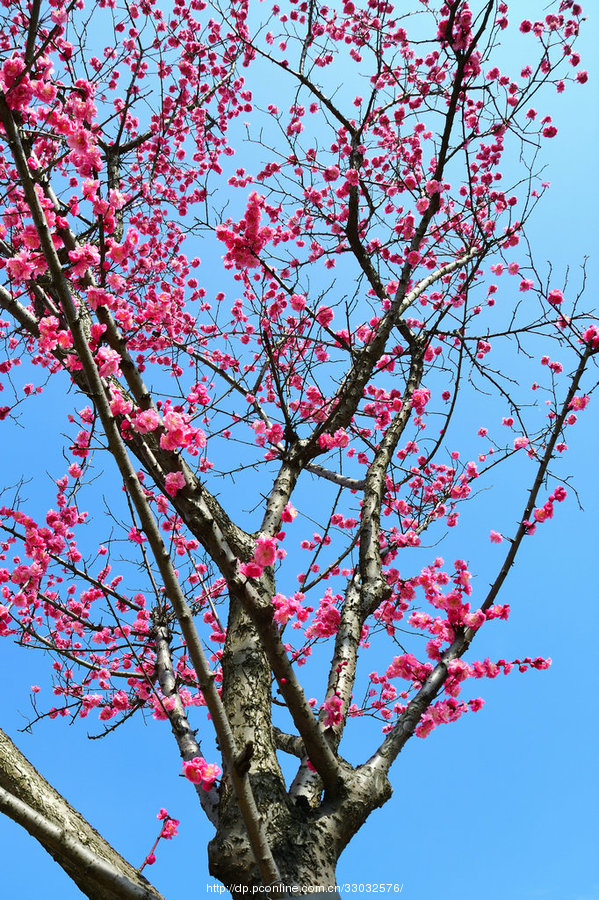 梅花树的样子图片
