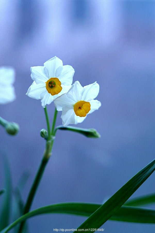 ʢ